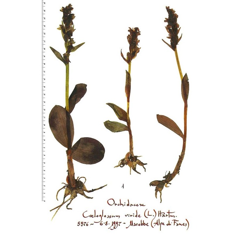 coeloglossum viride (l.) hartm.