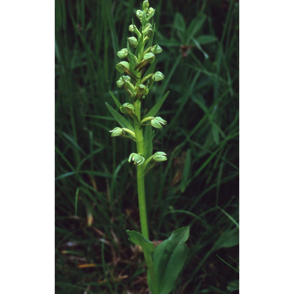 coeloglossum viride (l.) hartm.