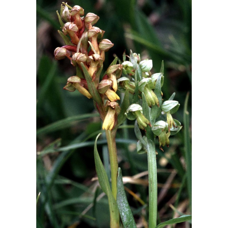 coeloglossum viride (l.) hartm.