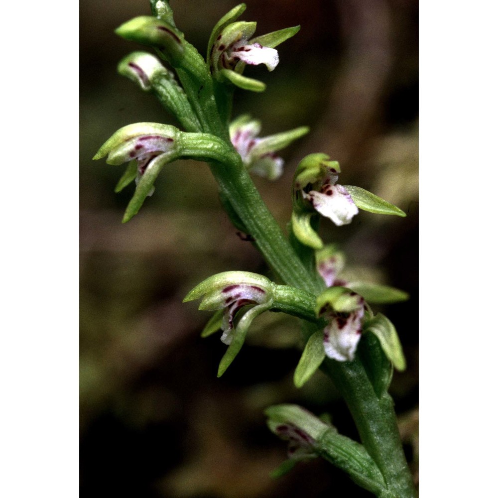 corallorhiza trifida châtel.