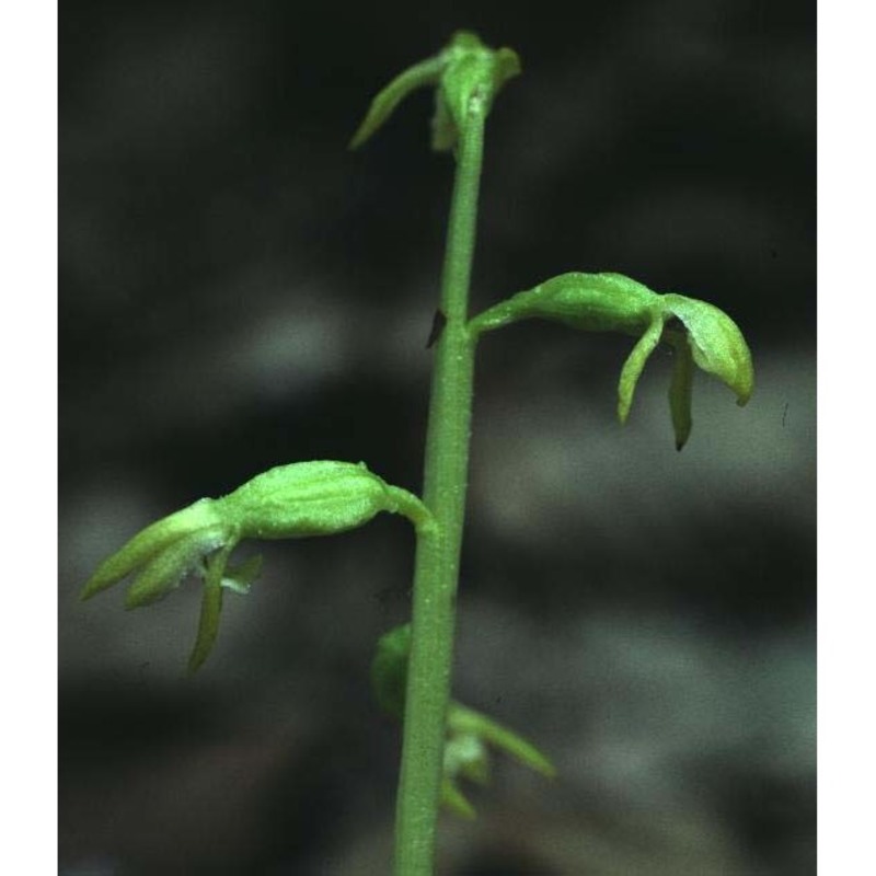 corallorhiza trifida châtel.