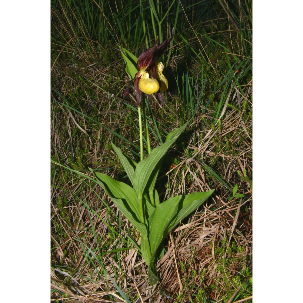 cypripedium calceolus l.