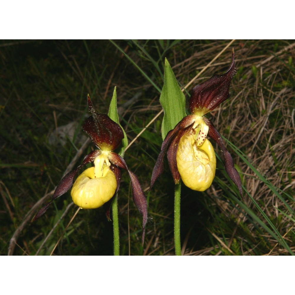 cypripedium calceolus l.