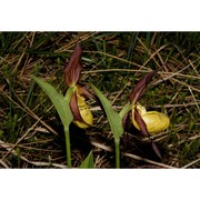 cypripedium calceolus l.