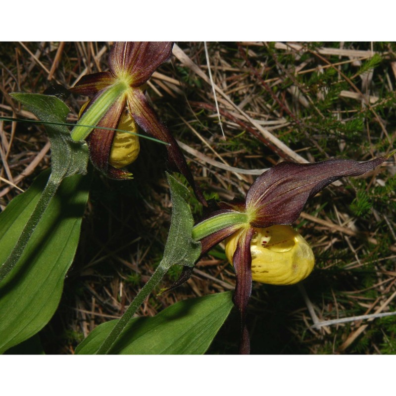 cypripedium calceolus l.