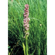 dactylorhiza incarnata (l.) soó