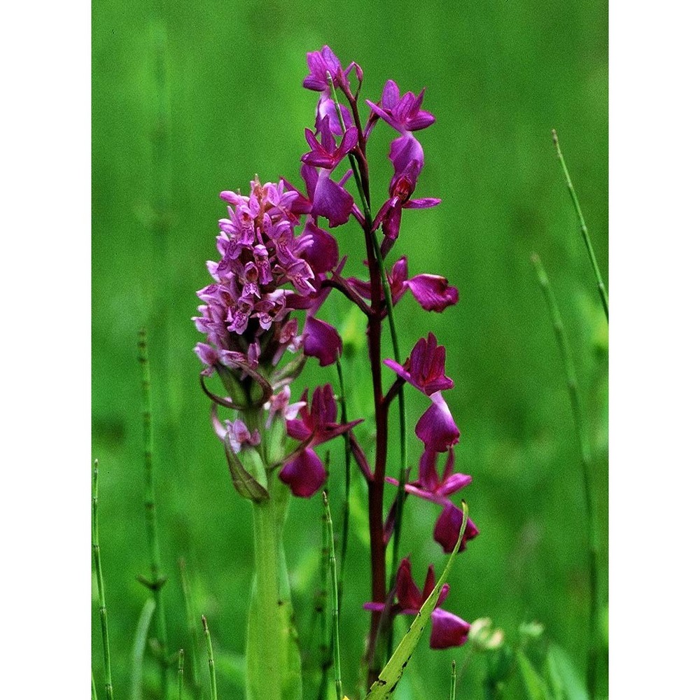 dactylorhiza incarnata (l.) soó