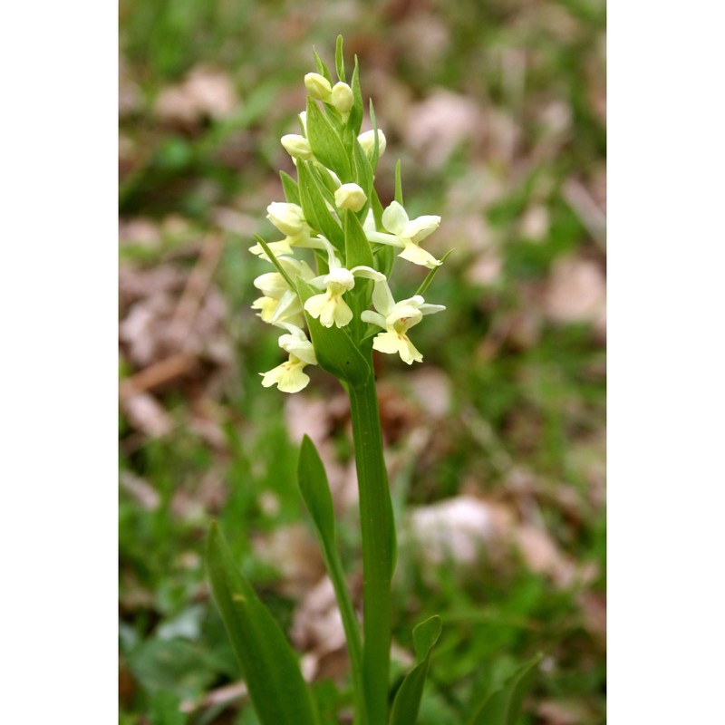 dactylorhiza insularis (sommier) landwehr