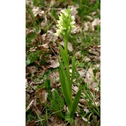 dactylorhiza insularis (sommier) landwehr