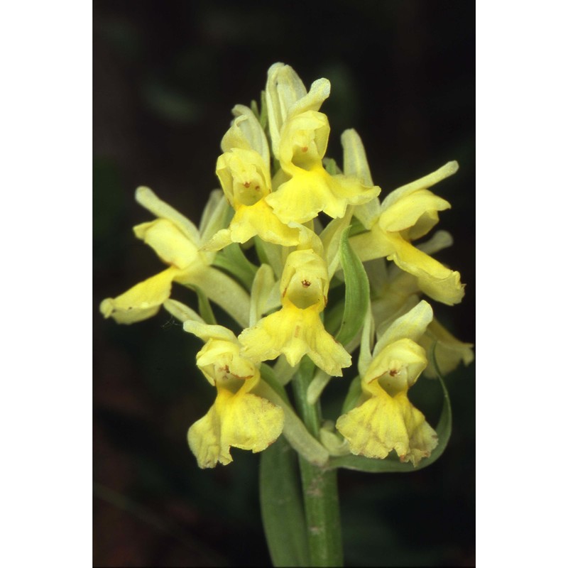 dactylorhiza insularis (sommier) landwehr