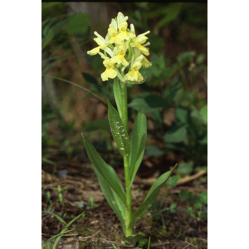 dactylorhiza insularis (sommier) landwehr