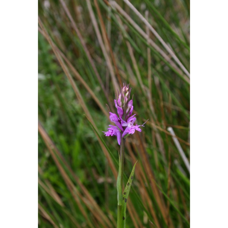 dactylorhiza maculata (l.) soó