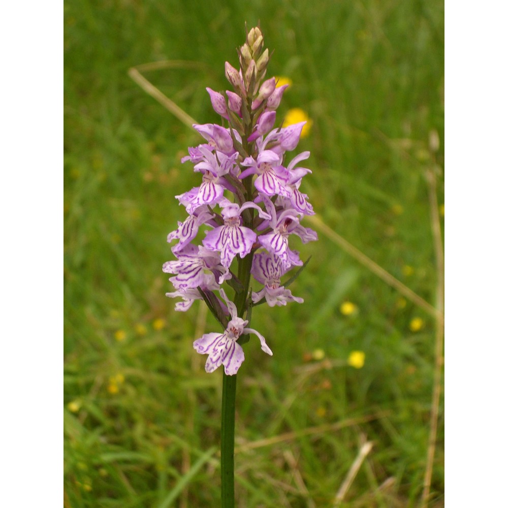 dactylorhiza maculata (l.) soó