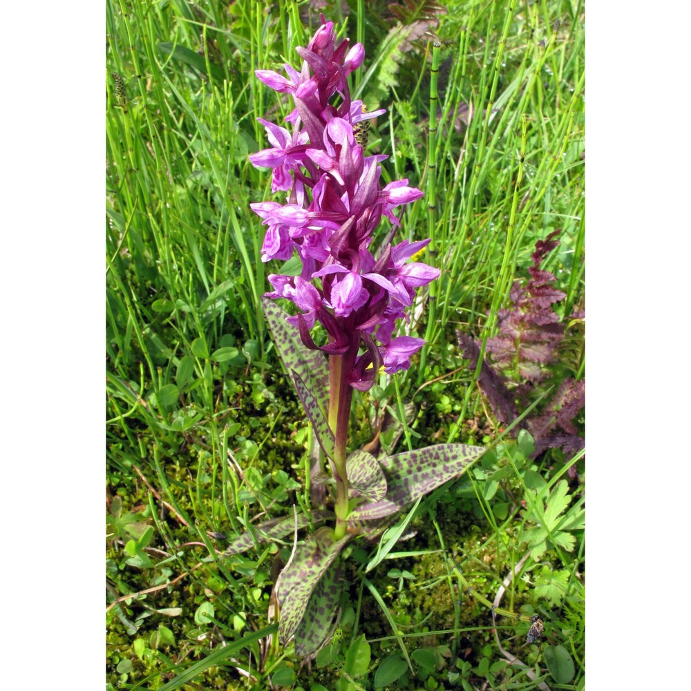 dactylorhiza majalis (rchb.) p. f. hunt et summerh.