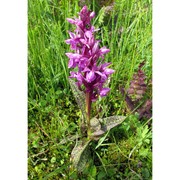 dactylorhiza majalis (rchb.) p. f. hunt et summerh.