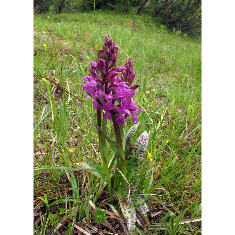 dactylorhiza majalis (rchb.) p. f. hunt et summerh.