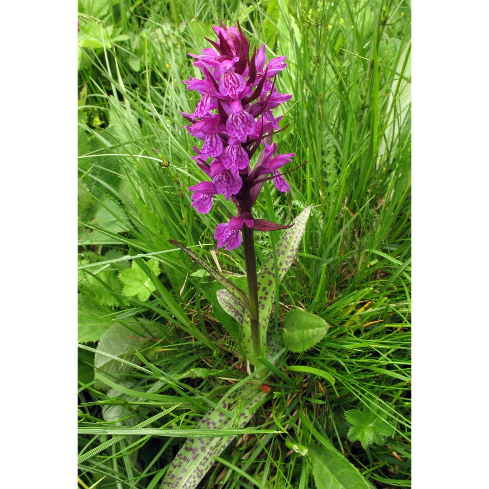 dactylorhiza majalis (rchb.) p. f. hunt et summerh.