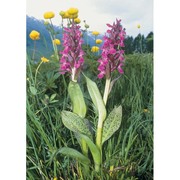 dactylorhiza majalis (rchb.) p. f. hunt et summerh.