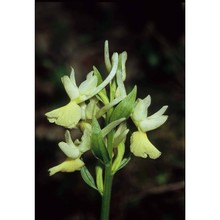 dactylorhiza romana (sebast.) soó