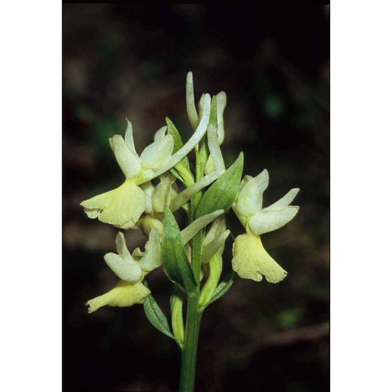 dactylorhiza romana (sebast.) soó