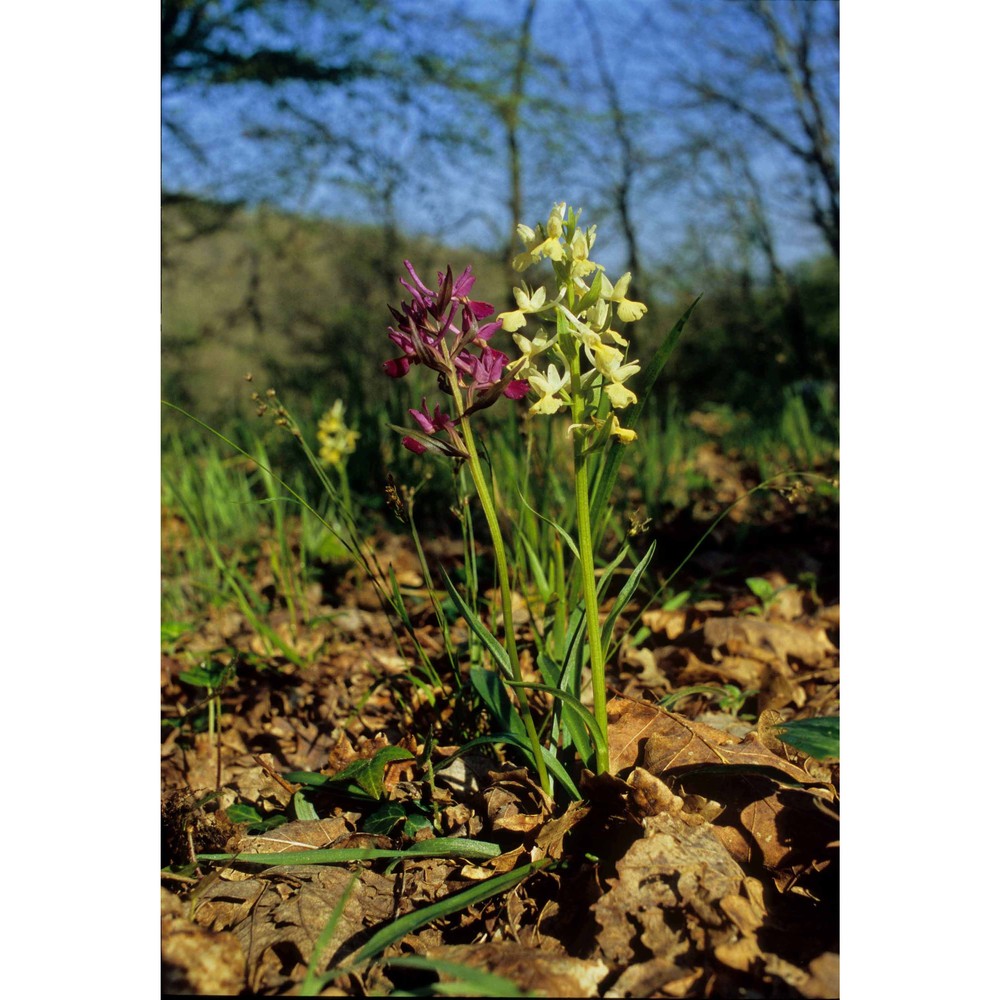 dactylorhiza romana (sebast.) soó