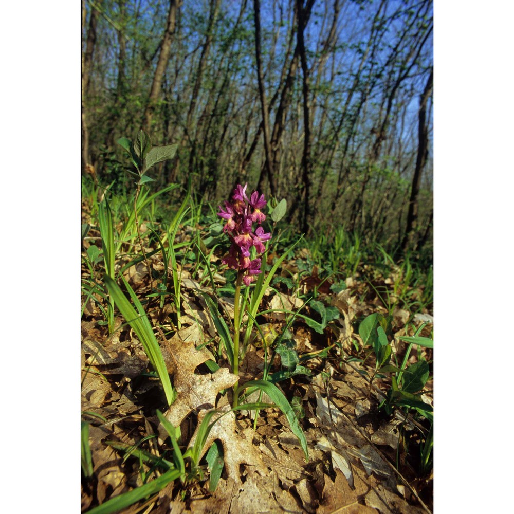 dactylorhiza romana (sebast.) soó