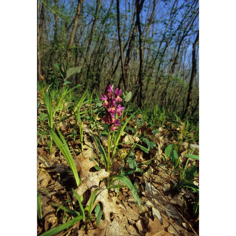 dactylorhiza romana (sebast.) soó