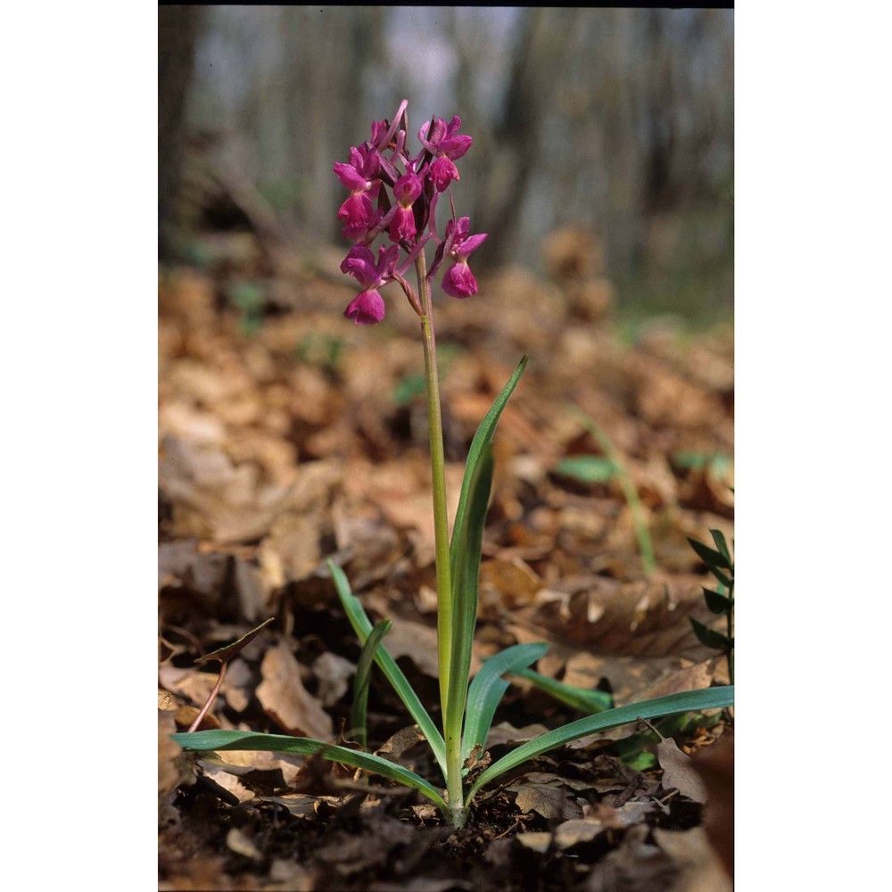 dactylorhiza romana (sebast.) soó