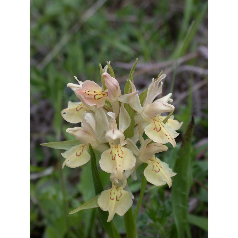 dactylorhiza sambucina (l.) soó