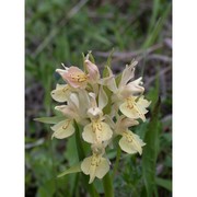 dactylorhiza sambucina (l.) soó