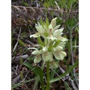 dactylorhiza sambucina (l.) soó