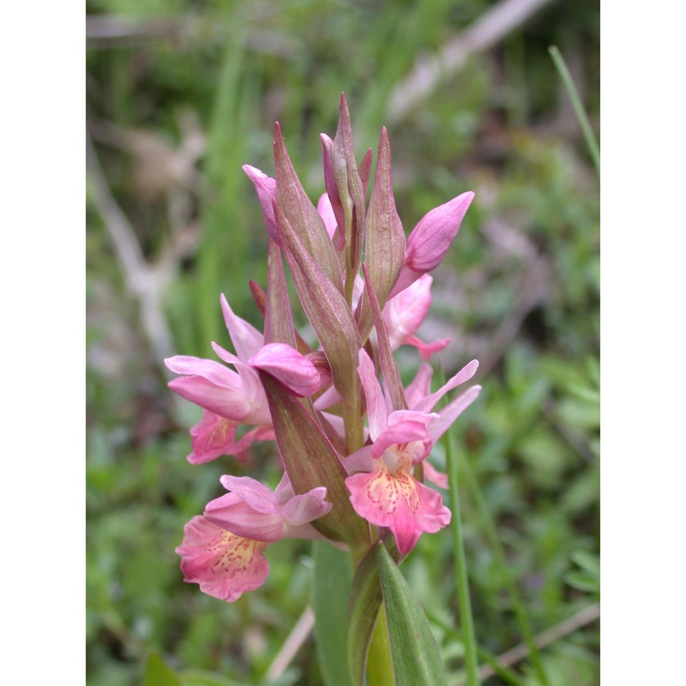 dactylorhiza sambucina (l.) soó