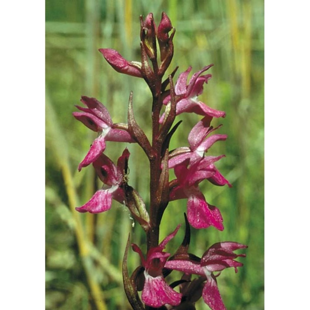 dactylorhiza traunsteineri (saut. ex rchb.) soó