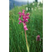 dactylorhiza traunsteineri (saut. ex rchb.) soó