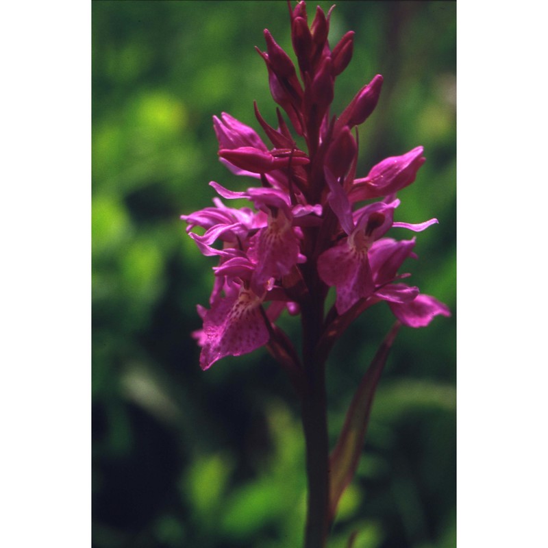 dactylorhiza traunsteineri (saut. ex rchb.) soó