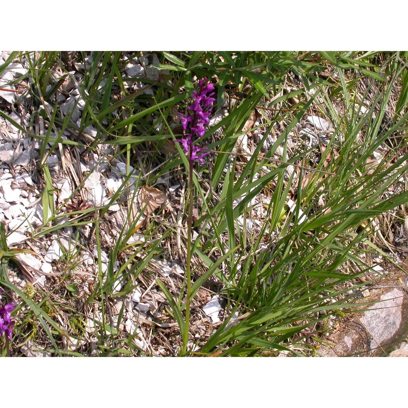 dactylorhiza traunsteineri (saut. ex rchb.) soó