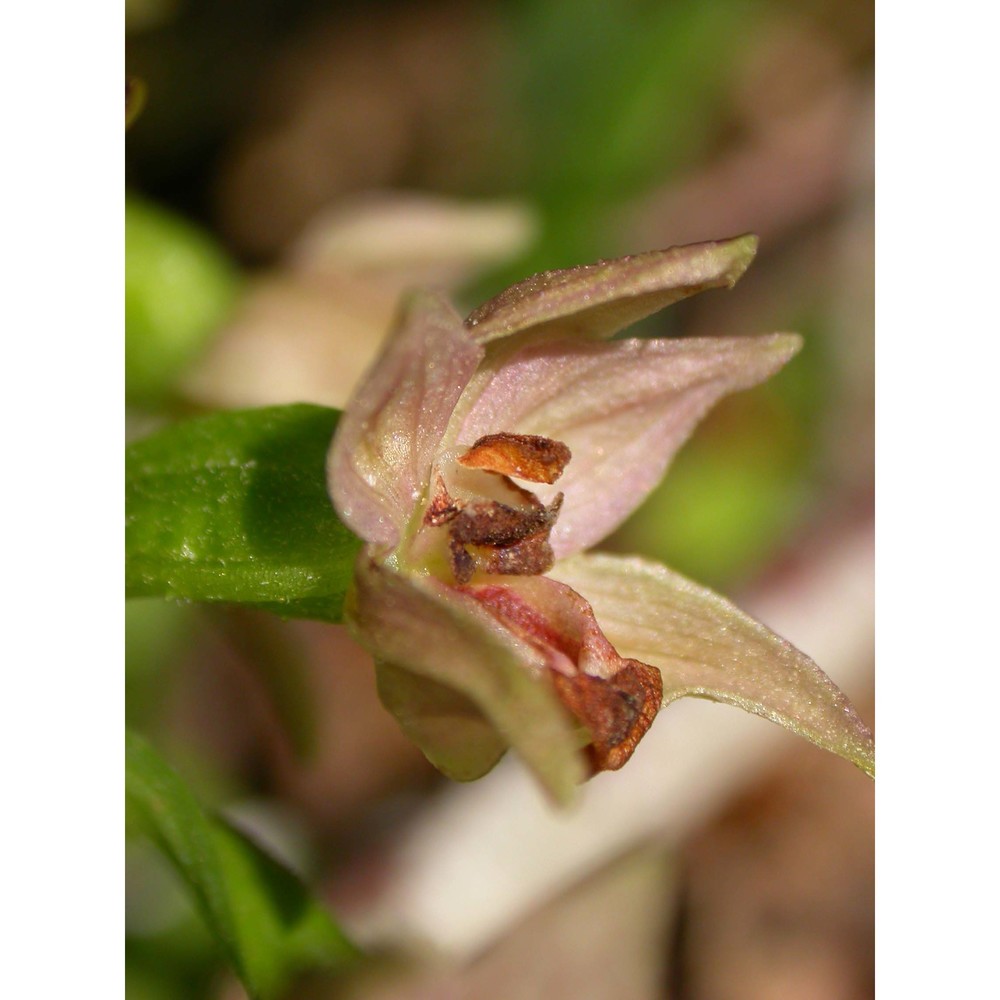 epipactis aspromontana bartolo, pulv. et robatsch