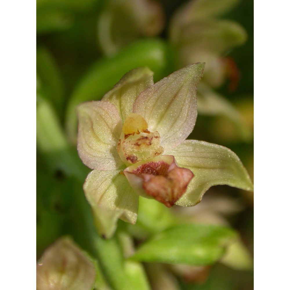 epipactis aspromontana bartolo, pulv. et robatsch