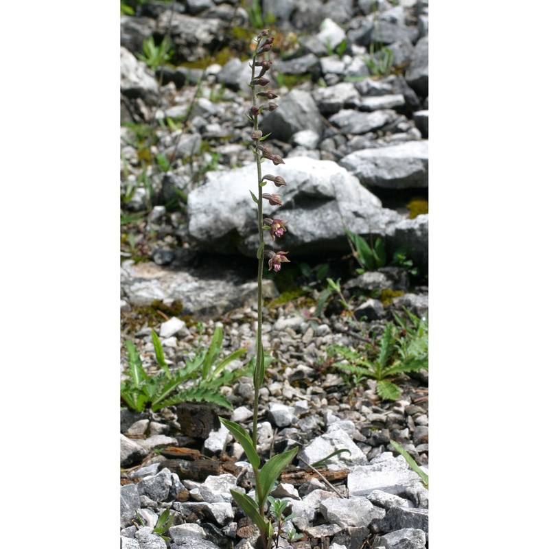 epipactis atrorubens (hoffm.) besser