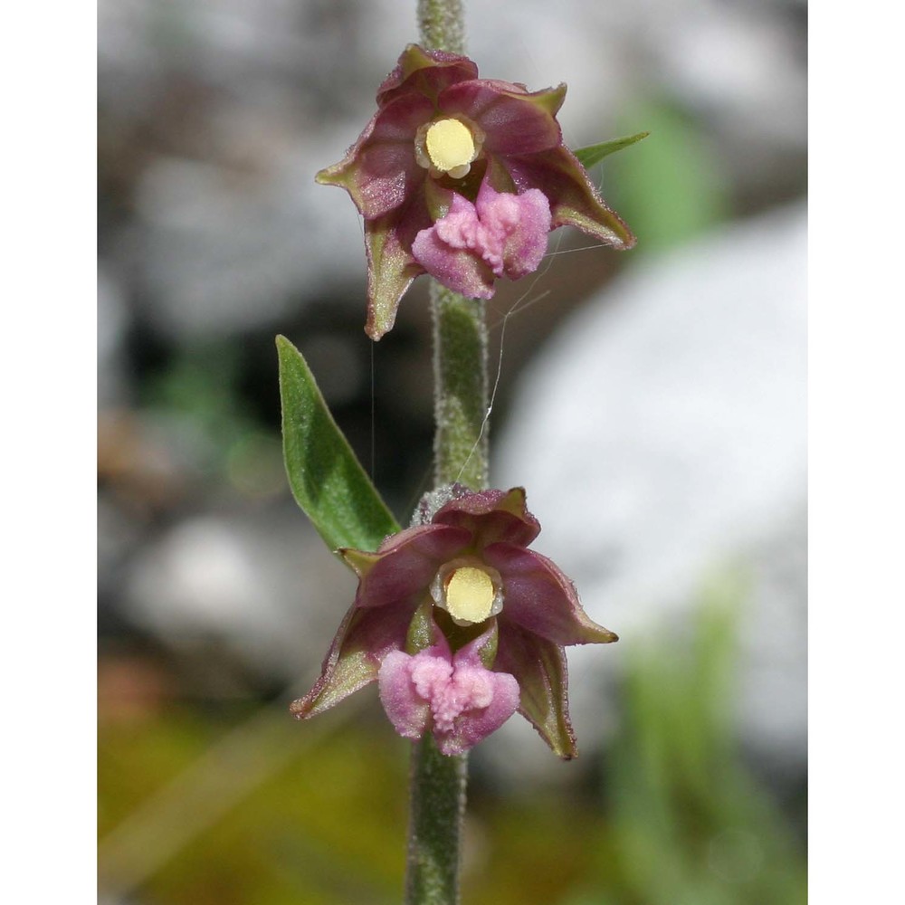 epipactis atrorubens (hoffm.) besser