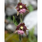 epipactis atrorubens (hoffm.) besser