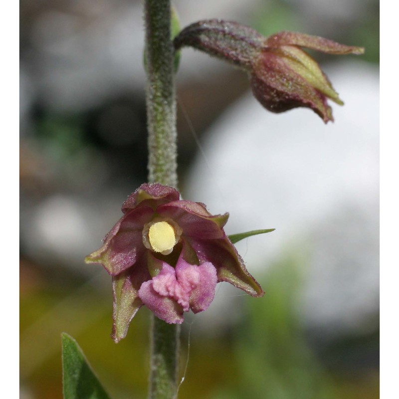 epipactis atrorubens (hoffm.) besser