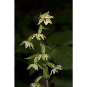 epipactis autumnalis doro