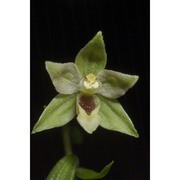 epipactis autumnalis doro