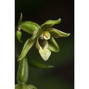 epipactis autumnalis doro