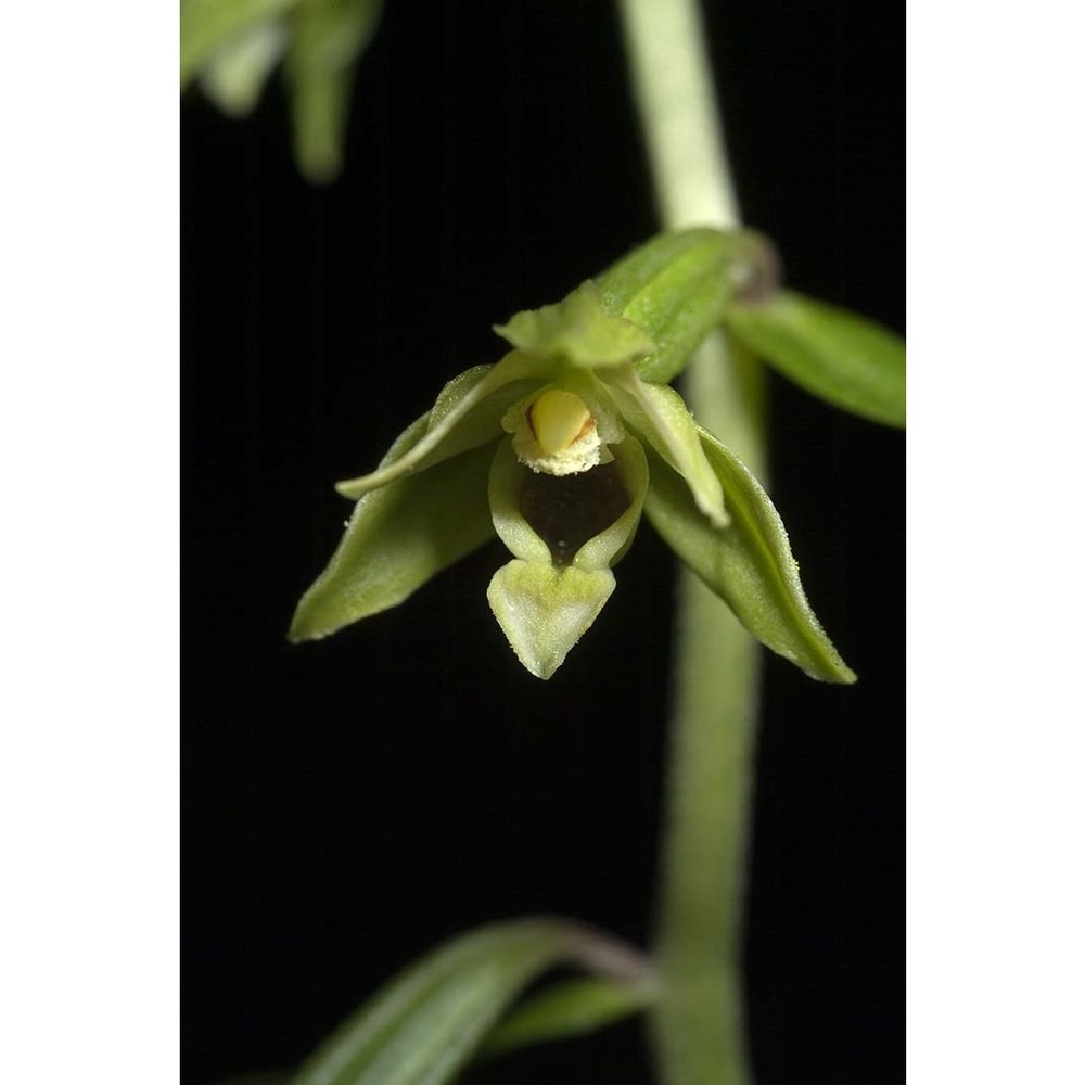 epipactis autumnalis doro