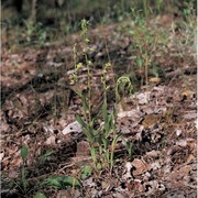 epipactis bugacensis robatsch