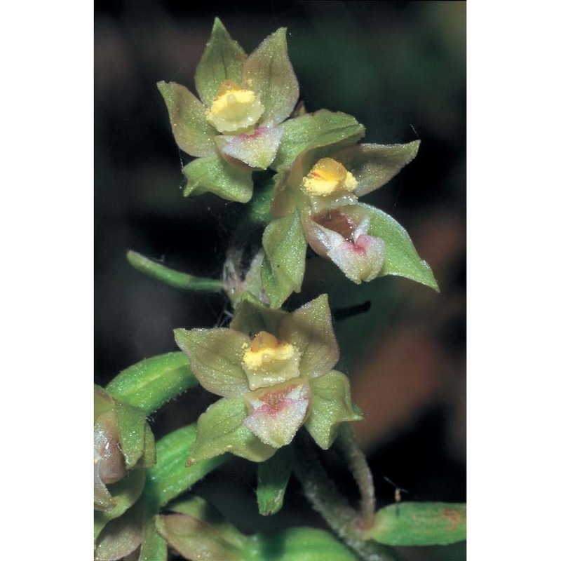 epipactis bugacensis robatsch