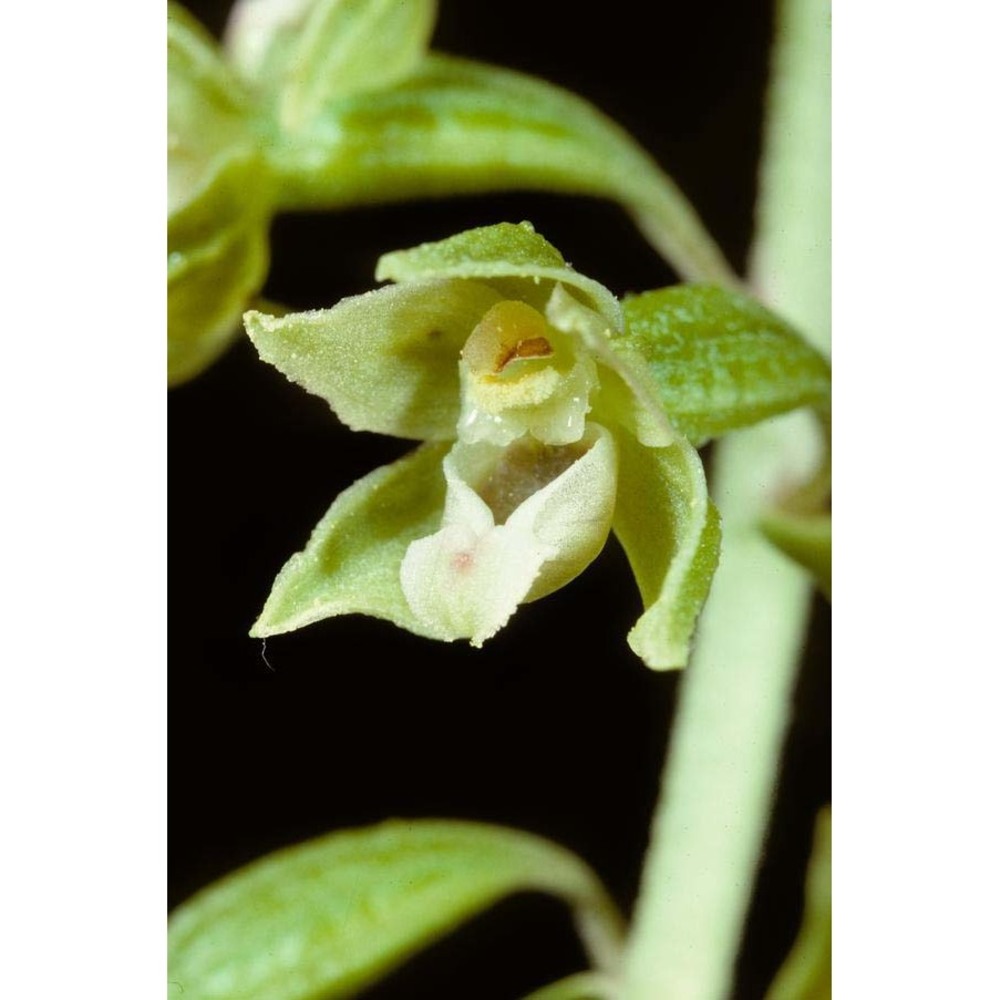 epipactis bugacensis robatsch