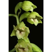 epipactis exilis p. delforge